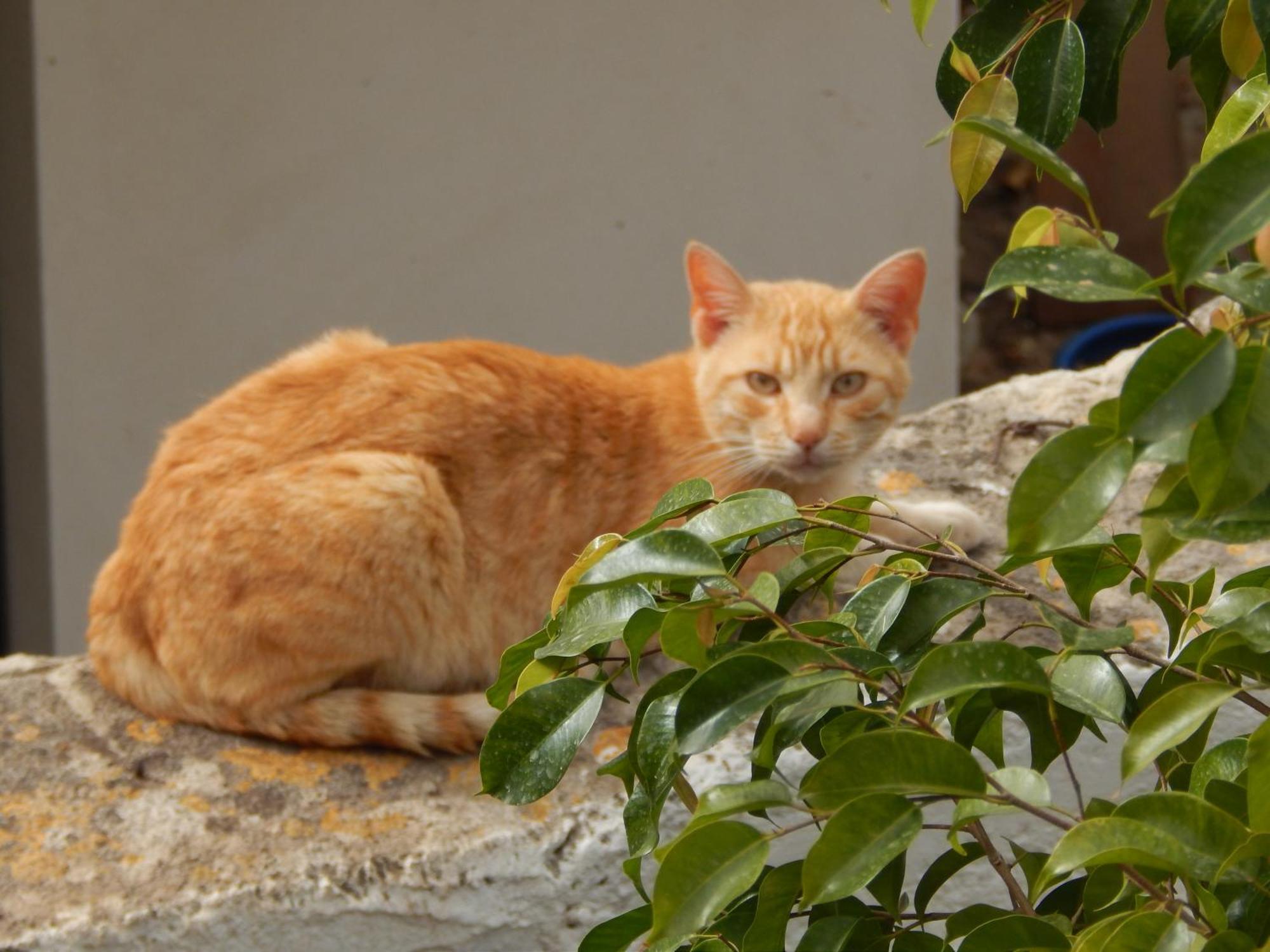 Nel Giardino Di Nunziatina Daire Siraküza Dış mekan fotoğraf